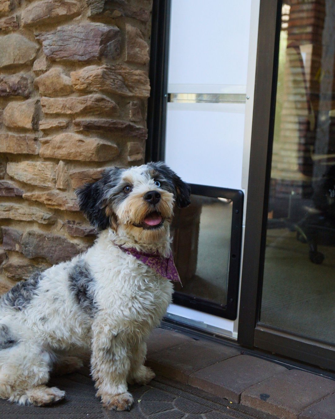Pet Door for Sliding Glass Doors